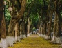 Hà Nội - mùa thay lá, mùa tình nhất trong năm
