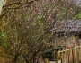 Mùa xuân vùng cao Y Tý